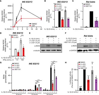 N-terminal BET bromodomain inhibitors disrupt a BRD4-p65 interaction and reduce inducible nitric oxide synthase transcription in pancreatic β-cells